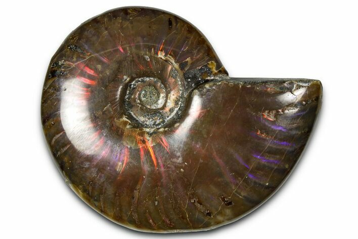 Polished Red Flash Ammonite (Cleoniceras) Fossil - Madagascar #367715
